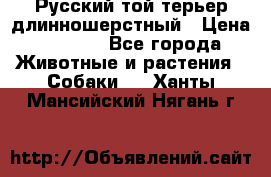 Русский той-терьер длинношерстный › Цена ­ 7 000 - Все города Животные и растения » Собаки   . Ханты-Мансийский,Нягань г.